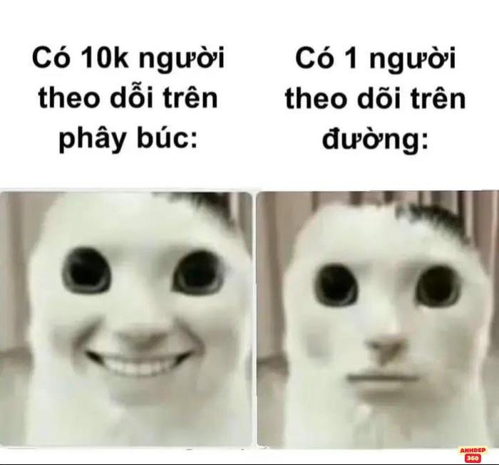meme pictures nổi bật hd