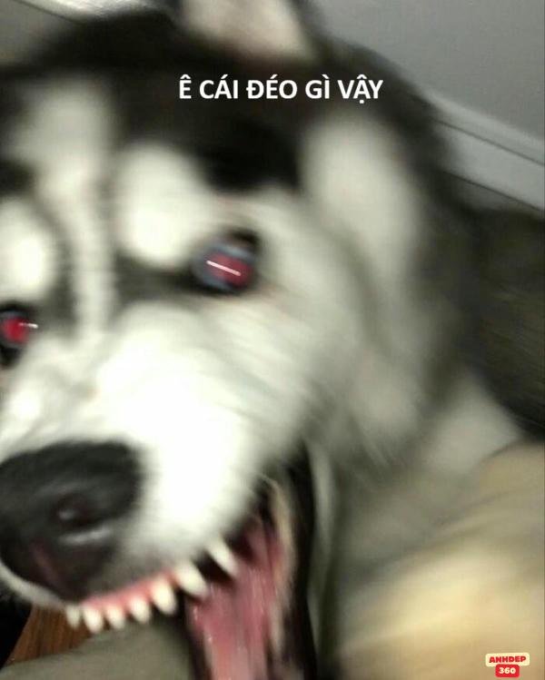 meme sợ hãi chó