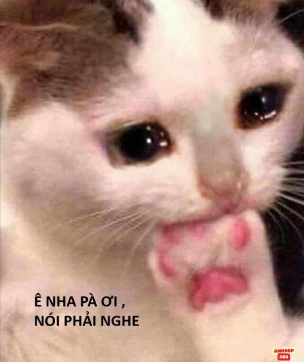 meme sợ hãi mèo hài