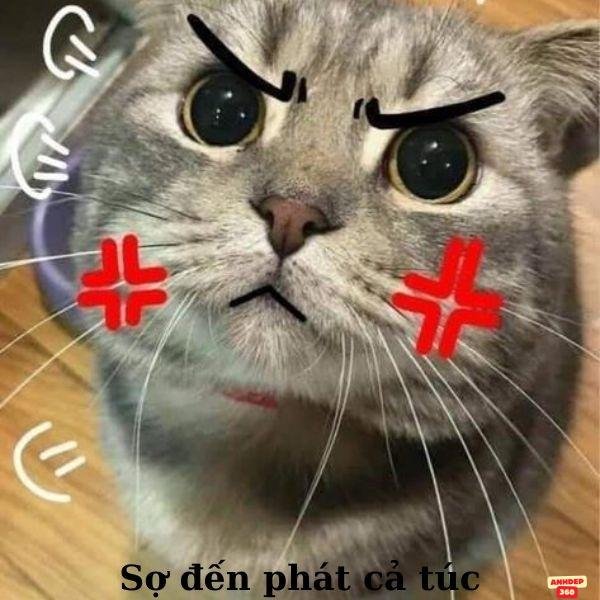 meme sợ hãi sợ phát tức