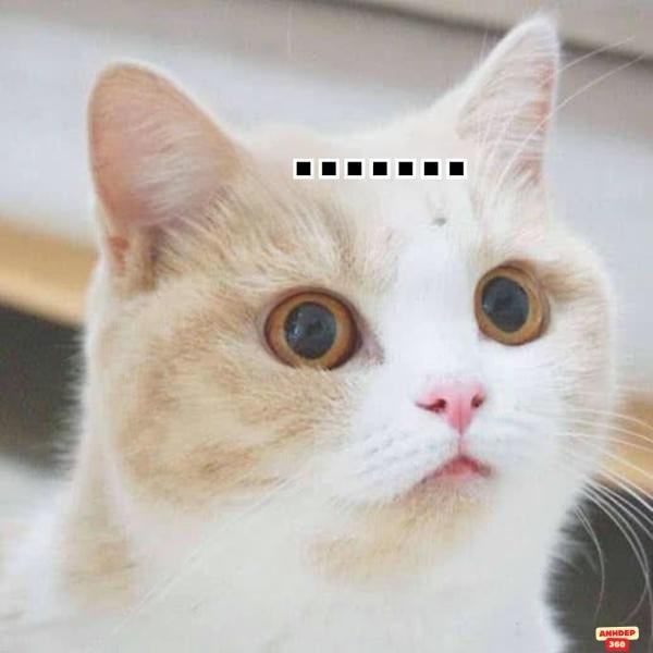 meme suy nghĩ động vật bựa