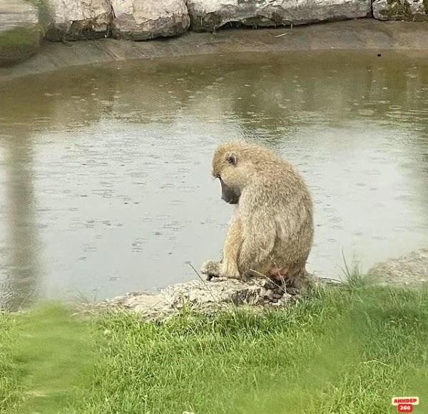 meme suy nghĩ khỉ độc đáo 4k lầy