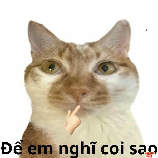 meme suy nghĩ mèo 4k nét