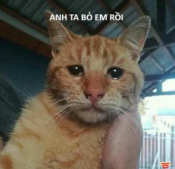 meme tạm biệt cực hài