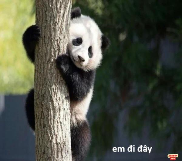 meme tạm biệt độc lạ hd