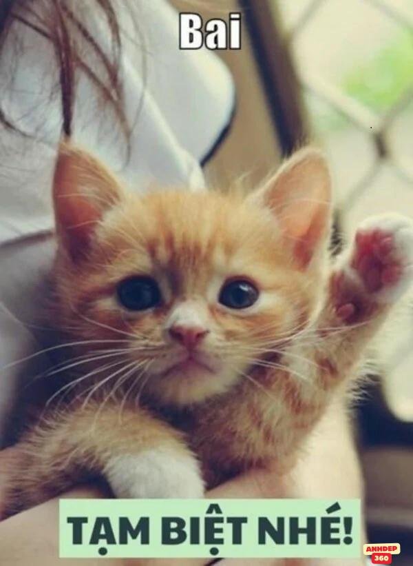 meme tạm biệt hd rõ