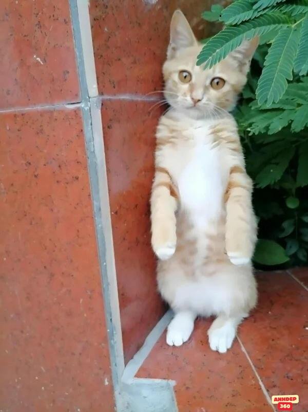 meme tạm biệt siêu lầy