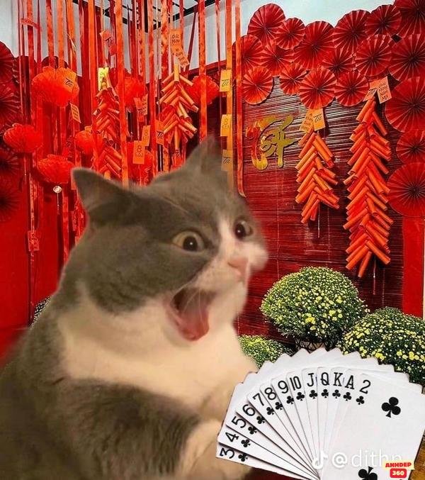 meme tết 4k giải trí