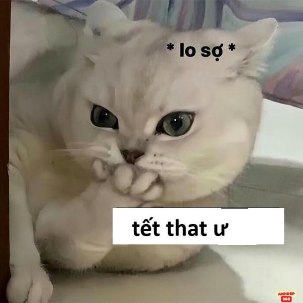 meme tết cực hài