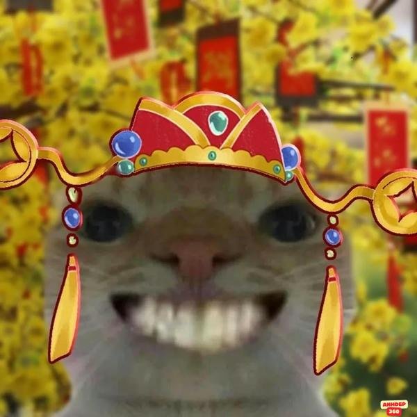 meme tết nền 4k bựa