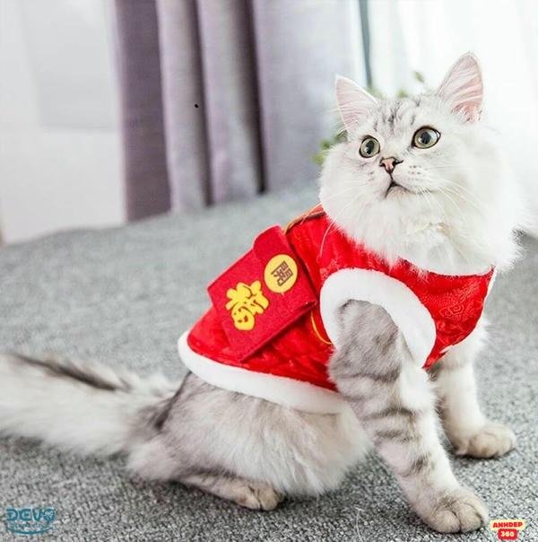 meme tết rạng rỡ 4k lầy