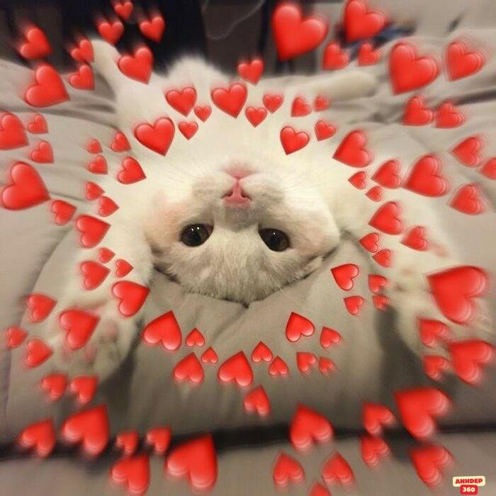 meme tình yêu đáng yêu