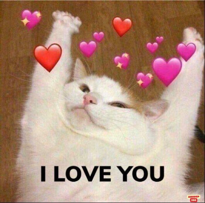 meme tình yêu hài nhất