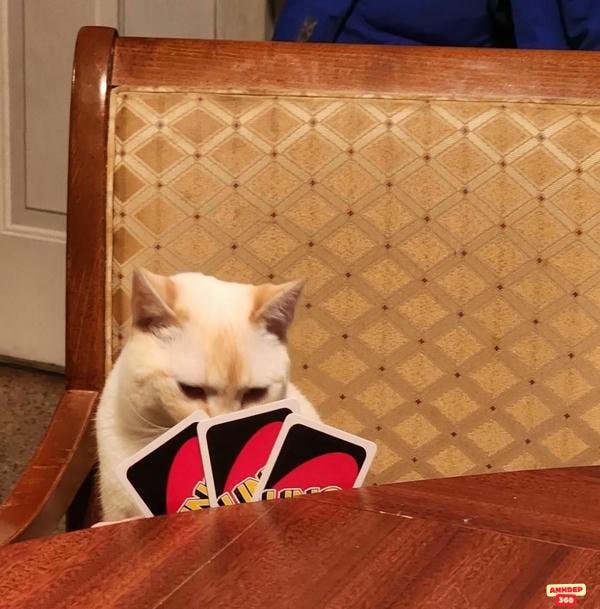 meme uno mèo cầm bài hd