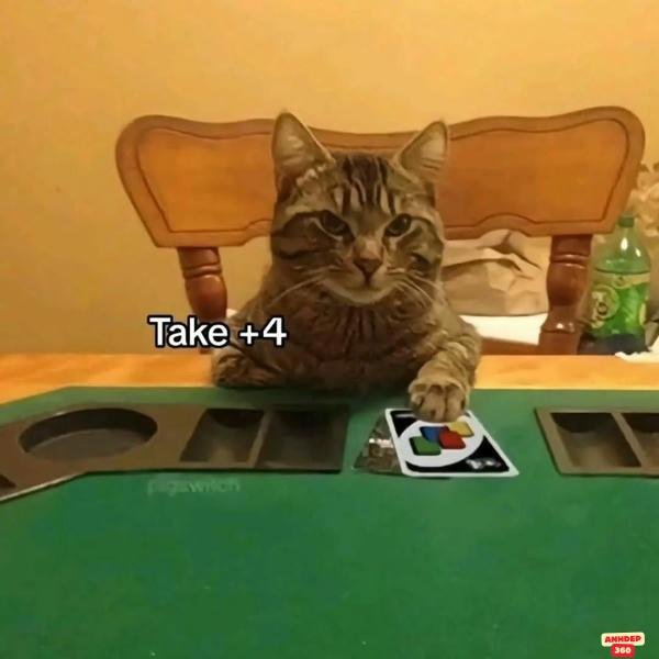 meme uno mèo hài hước