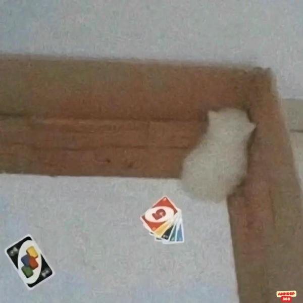 meme uno nền 4k bựa