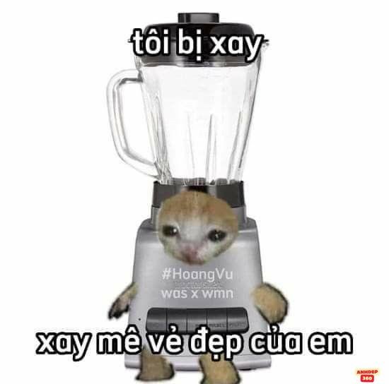 meme vui mèo hài