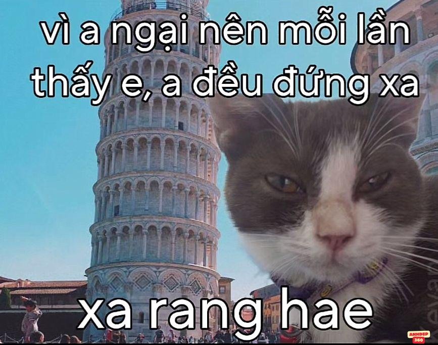 meme vui mèo