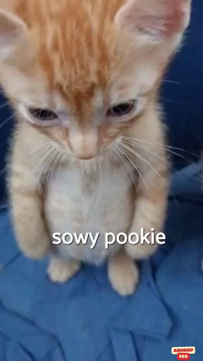 meme xin lỗi cat xinh