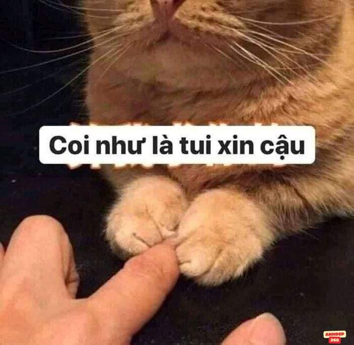 meme xin lỗi cat