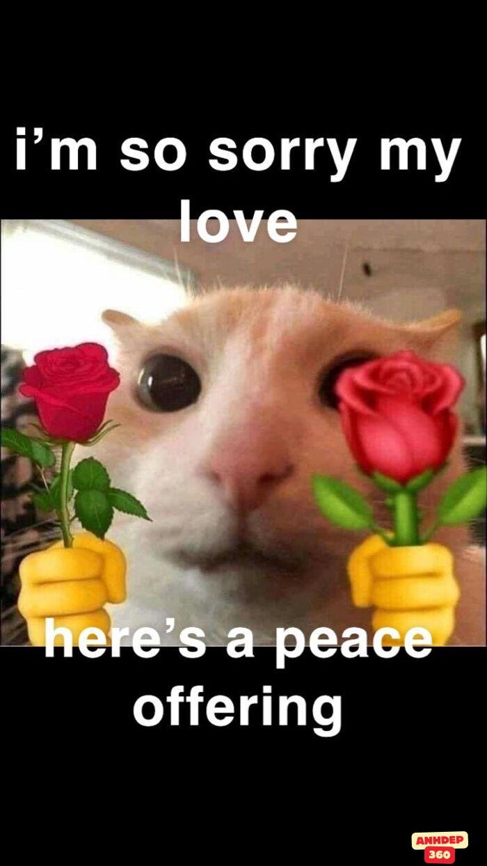meme xin lỗi cực cute