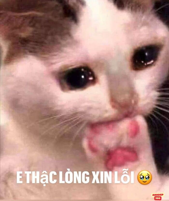 meme xin lỗi cực đáng yêu