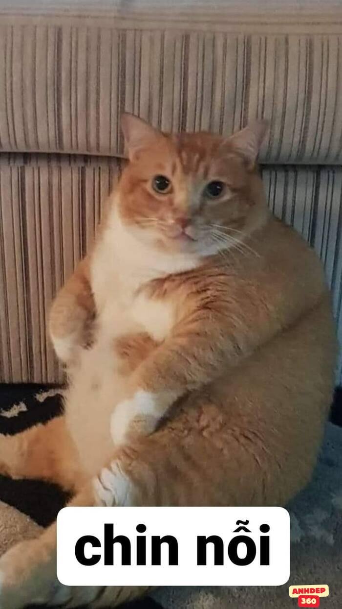 meme xin lỗi cute nhất