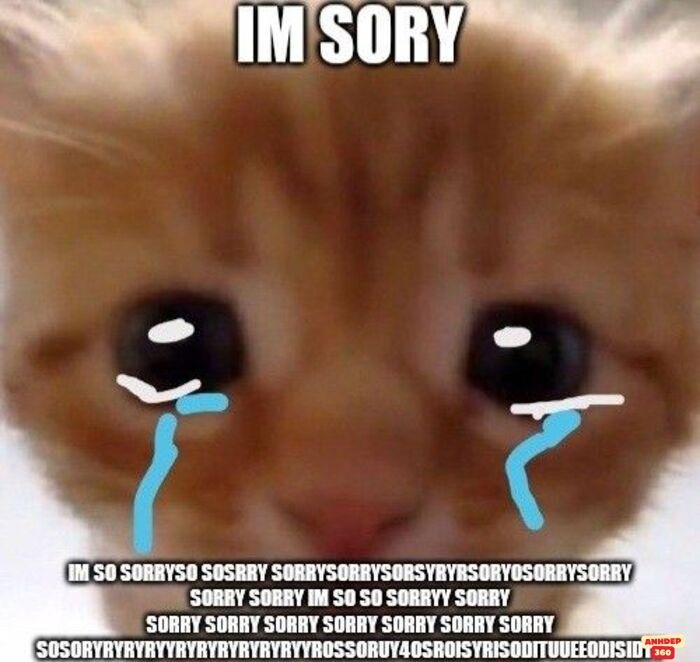 meme xin lỗi cute