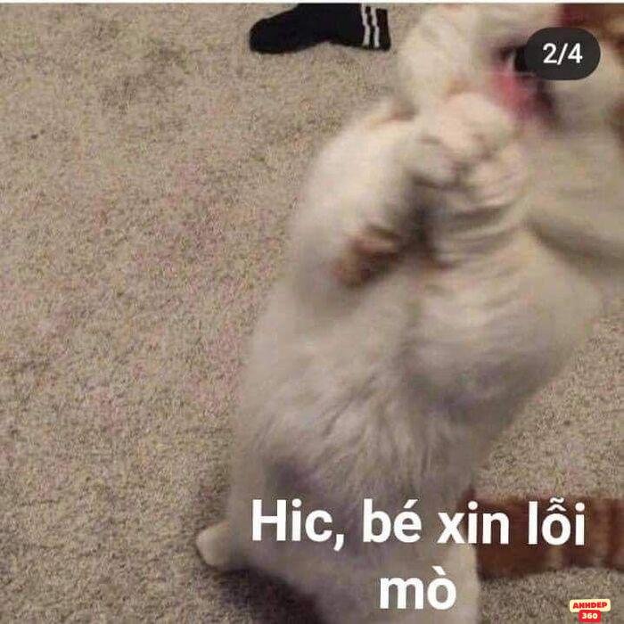 meme xin lỗi đáng yêu