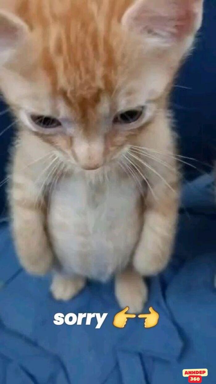 meme xin lỗi mèo