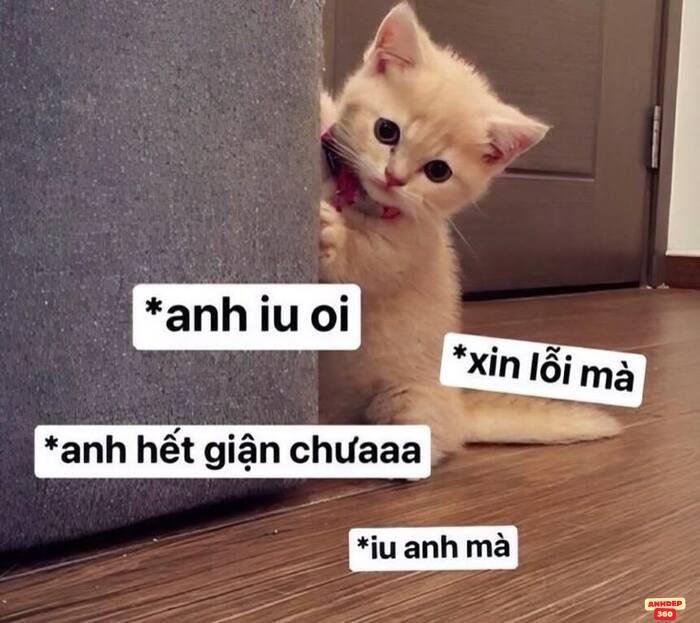 meme xin lỗi siêu đáng yêu