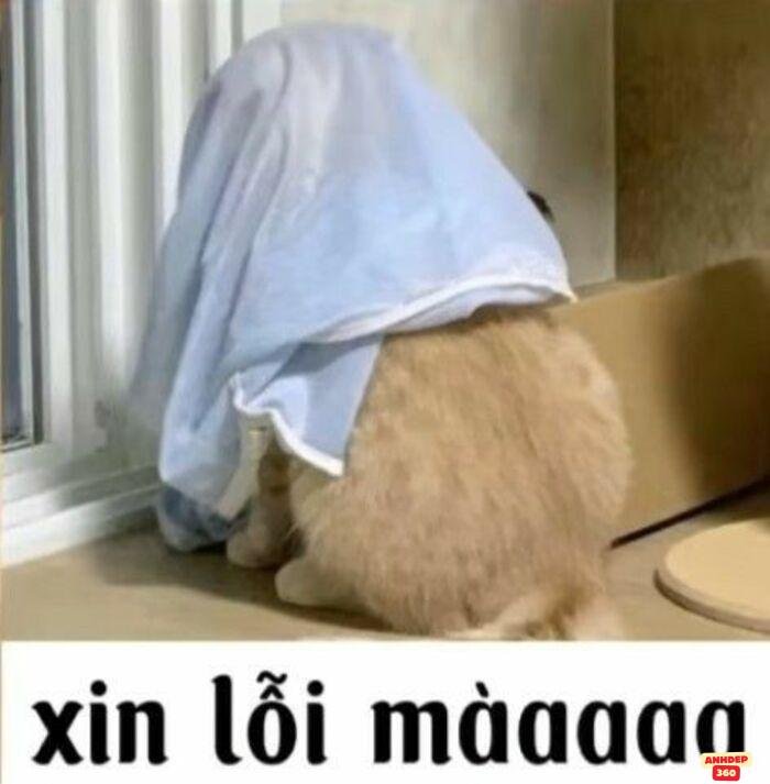 meme xin lỗi siêu yêu
