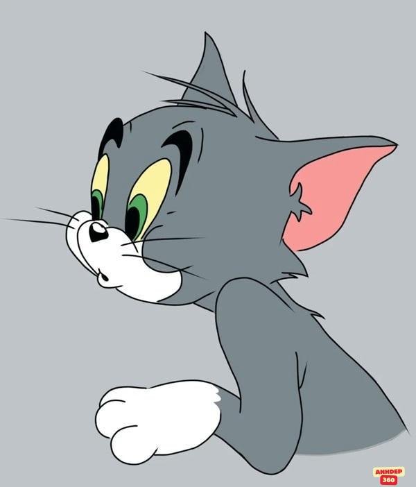 mèo tom