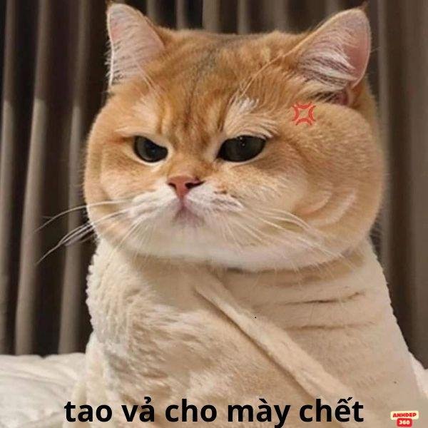 tao vả cho mày chết