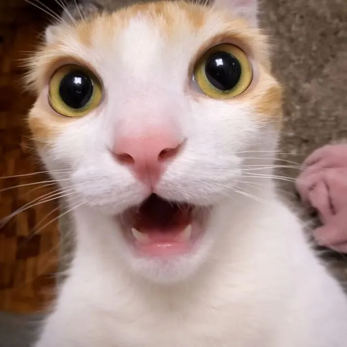 Meme bất ngờ phản ứng nhanh Meme bất ngờ phản ứng nhanh