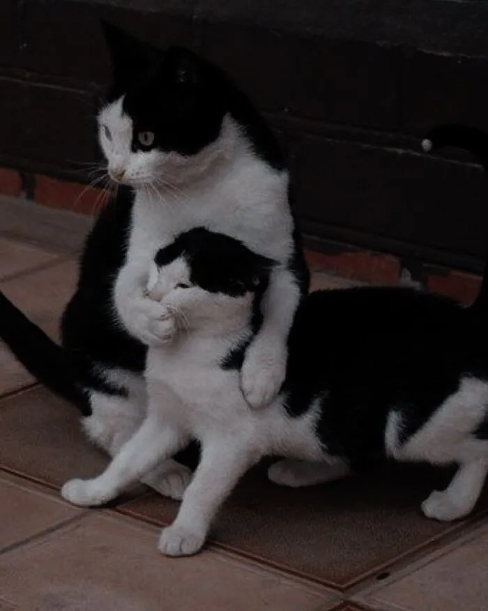 meme bựa phản ứng ngáo