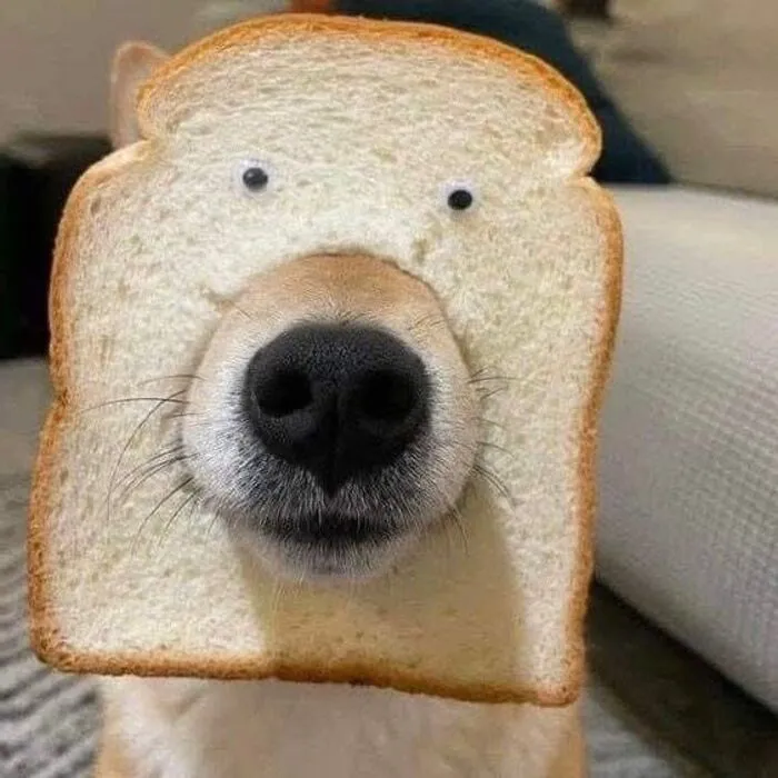meme chó bất lực