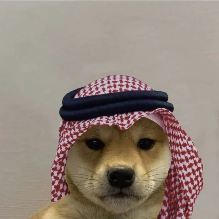 meme chó cười xỉu