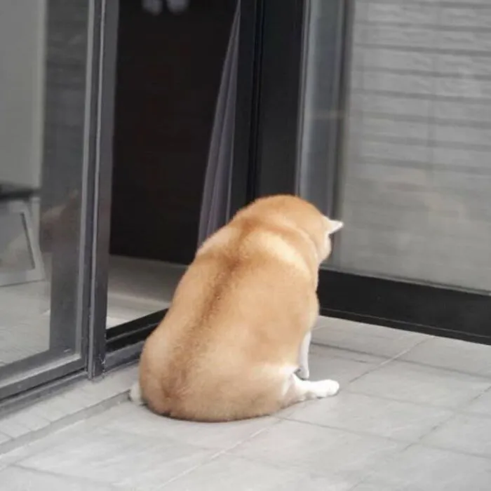 meme chó ngồi im quay lưng