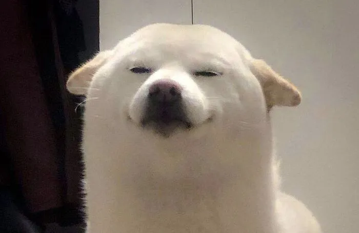 meme chó nhìn ngạc nhiên