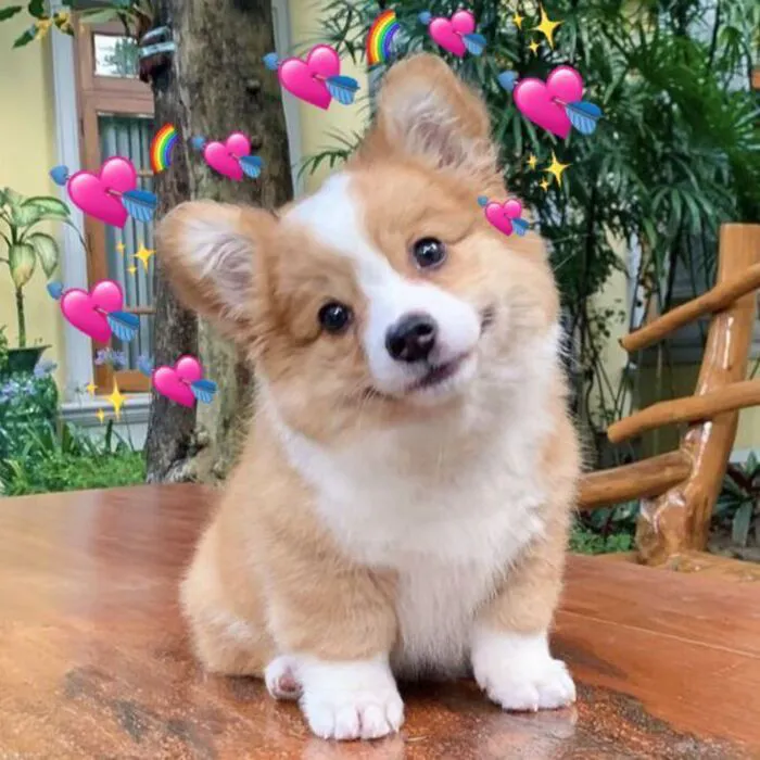 meme chó phản ứng hài