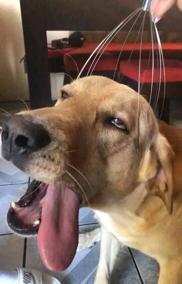 meme chó phản ứng nhanh