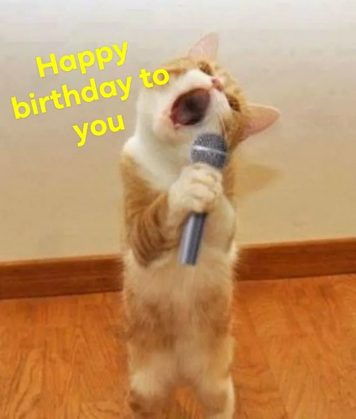 meme chúc mừng sinh nhật cười lăn lộn