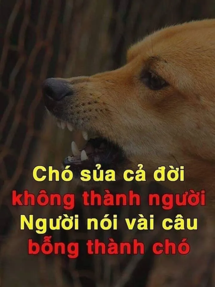 meme chửi phản ứng gắt