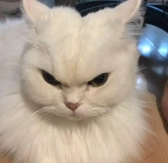 meme con mèo ánh mắt hài
