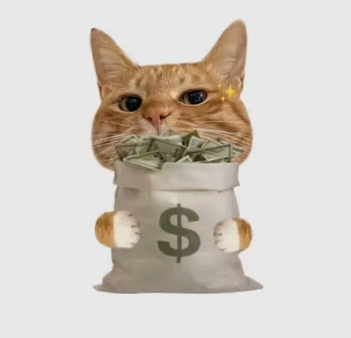 meme con mèo biểu cảm buồn cười
