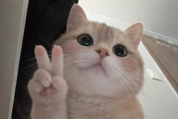 meme con mèo biểu cảm đơ