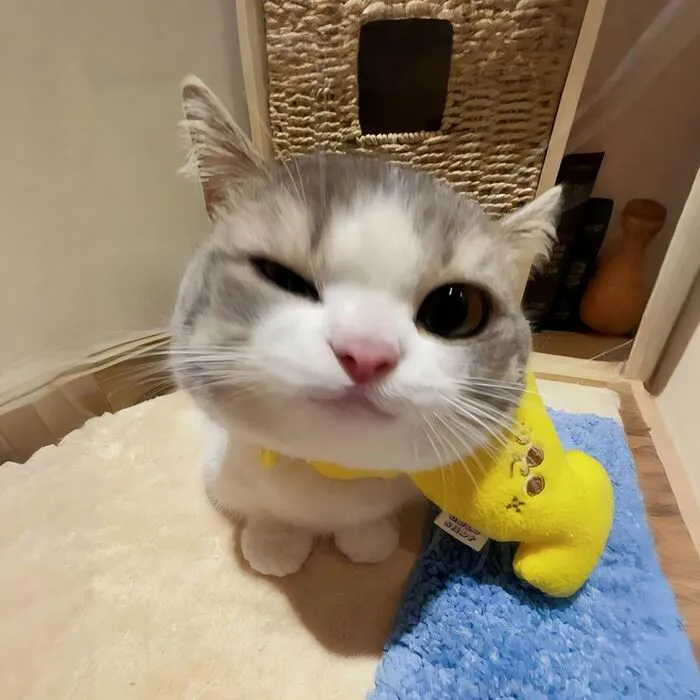 meme con mèo biểu cảm hài