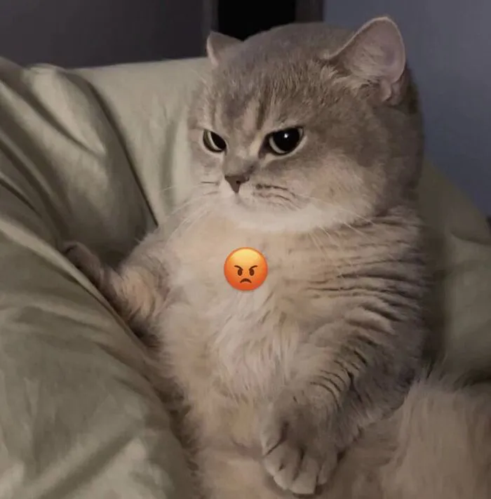 meme con mèo biểu cảm lạ