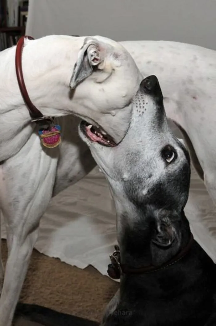 meme dog ánh mắt hài